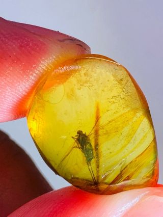 1.  5g unknown big fly bug Burmite Myanmar Burma Amber insect fossil dinosaur age 3