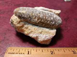 2 - 5/16 " Fossil Pine Cone In Matrix,  Eocene,  Dakhla,  Morocco