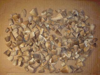 Jj - 23 Fossil Morocco Batch Of Mostly Mosasaur Teeth,  Some Other Stuff Mixed In