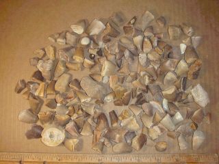 Jj - 20 Fossil Morocco Batch Of Mostly Mosasaur Teeth,  Some Other Stuff Mixed In