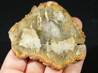 A Polished 211 Million Year Old Petrified Wood Fossil Slab Madagascar 95.  2gr