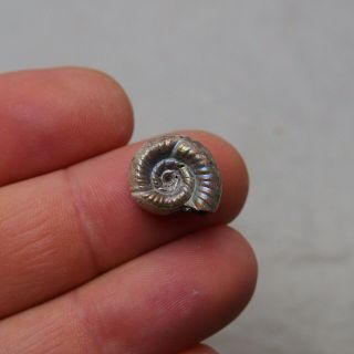 16mm Alligaticeras sp.  Pyrite Ammonite Fossils Fossilien Russia pendant 2