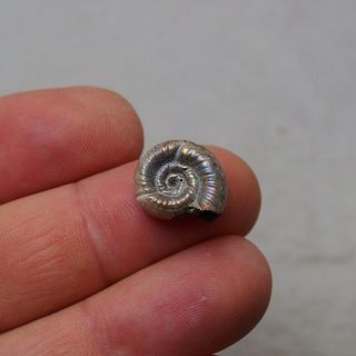 16mm Alligaticeras sp.  Pyrite Ammonite Fossils Fossilien Russia pendant 3