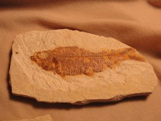 Millions Of Years Old Fish Fossil For Display A4395 - 96