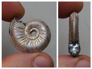 28mm Quenstedtoceras Pyrite Ammonite Fossils Fossilien Russia Pendant