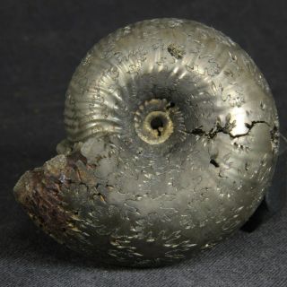 4.  5cm/1.  8in WOW in 2 parts pyritized Ammonite Funiferites Jurassic fossil Russia 2