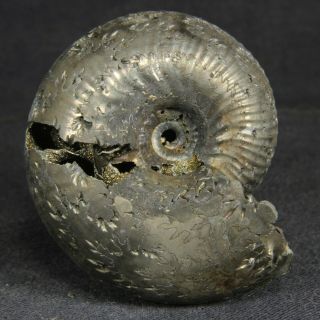 4.  5cm/1.  8in WOW in 2 parts pyritized Ammonite Funiferites Jurassic fossil Russia 3