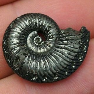 25mm Quenstedtocera Sp.  Pyrite Ammonite Fossils Callovian Fossilien Russia
