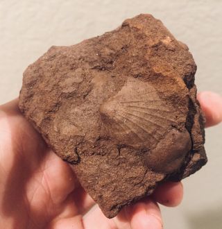 Germany Fossil Bivalve Pecten Sinemuriensis Jurassic Dinosaur Fossil Age Shell