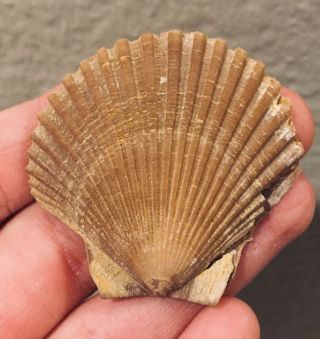 California Fossil Bivalve Pecten Stearni Pliocene Age Shell Clam