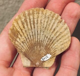 California Fossil Bivalve Pecten stearni Pliocene Age Shell Clam 2