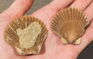 California Fossil Bivalve Pecten stearni Pliocene Age Shell Clam 3
