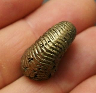 26mm Vertumniceras Pyrite Ammonite Fossils Fossilien Russia Pendant Golden