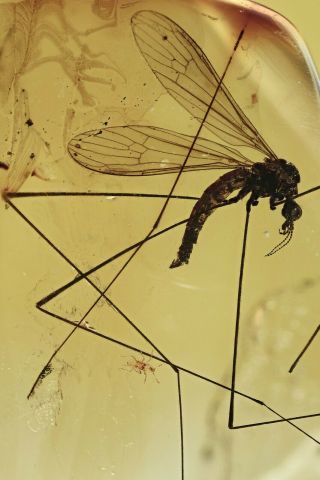 Crane Fly Limoniidae Fossil Inclusion Baltic Amber 201015 - 90,  Img
