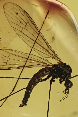 CRANE FLY Limoniidae Fossil Inclusion BALTIC AMBER 201015 - 90,  IMG 2