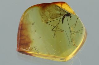 CRANE FLY Limoniidae Fossil Inclusion BALTIC AMBER 201015 - 90,  IMG 3