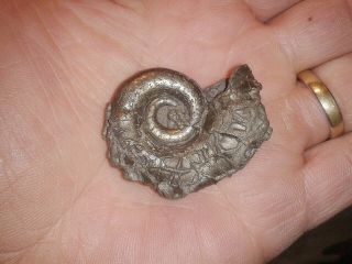 French Pyrite Ammonite - - Lytoceras Annulosum - - - Jurassic