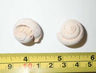 Pair Fossil Pleurotomaria Snail Shell Specimen 7.  2 And 6.  3 Gram From Morocco