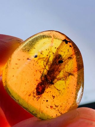 2.  38g Termite White Ant Burmite Myanmar Burmese Amber Insect Fossil Dinosaur Age