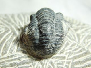 A Small 100 Natural Gerastos Granulosus Trilobite Fossil From Morocco 109gr