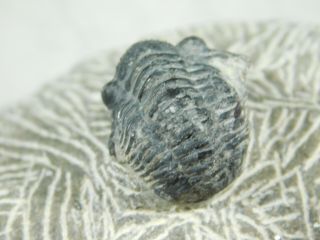 A Small 100 NATURAL Gerastos Granulosus Trilobite Fossil From Morocco 109gr 2
