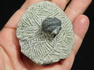 A Small 100 NATURAL Gerastos Granulosus Trilobite Fossil From Morocco 109gr 3