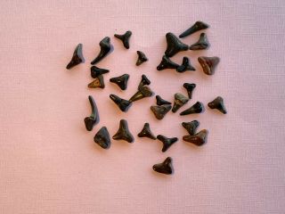 30 Fossilized Sharks Teeth,  Black And Brown From Venice,  Florida Beaches 1/2 " - 1 "