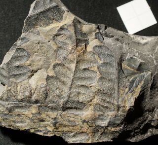 Rare Extinct Fossil Fern Pre Dinosaur Fossil Plant Palaeoweichselia