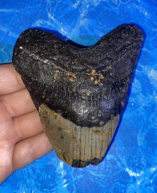 Megalodon Shark Tooth 4.  41” Huge Teeth Big Fossil Meg Scuba Diver Direct 1301
