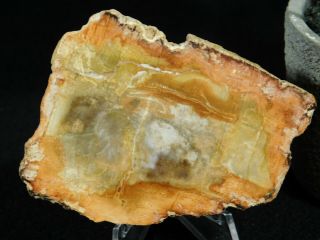 A Polished 211 Million Year Old Petrified Wood Fossil Slab Madagascar 65.  1gr
