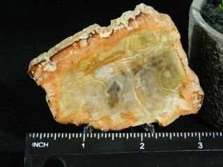 A Polished 211 Million Year OLD Petrified Wood Fossil Slab Madagascar 65.  1gr 2