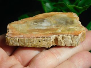 A Polished 211 Million Year OLD Petrified Wood Fossil Slab Madagascar 65.  1gr 3