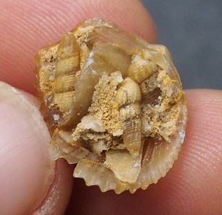 Bivalve,  Gastropods 20mm Transparent Fossil Chalcedony Agate Jurassic
