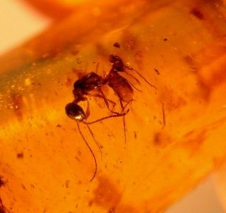 Cretaceous Worker Ant,  2 Beetles In Burmite Amber Fossil Gemstone Dinosaur Age