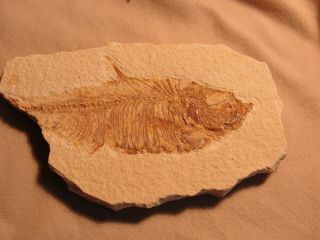 Millions Of Years Old Fish Fossil For Display A4406 - 07