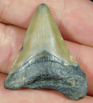 A Smaller 100 Natural Carcharocles Megalodon Shark Tooth Fossil 8.  0gr