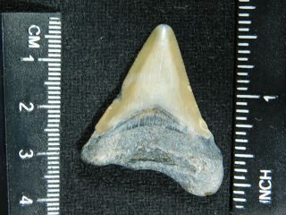 A Smaller 100 Natural Carcharocles MEGALODON Shark Tooth Fossil 8.  0gr 2