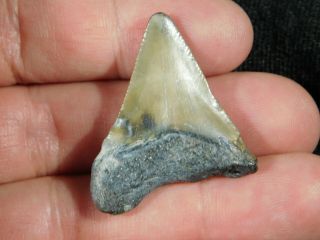 A Smaller 100 Natural Carcharocles MEGALODON Shark Tooth Fossil 8.  0gr 3