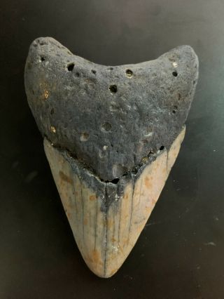 Megalodon Shark Tooth 3.  892 Inch (no Restoration) Great Xmas Gifts Fast Ship