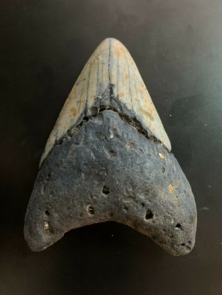 Megalodon Shark Tooth 3.  892 inch (NO RESTORATION) Great XMAS GIFTS Fast Ship 2