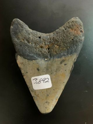 Megalodon Shark Tooth 3.  892 inch (NO RESTORATION) Great XMAS GIFTS Fast Ship 3