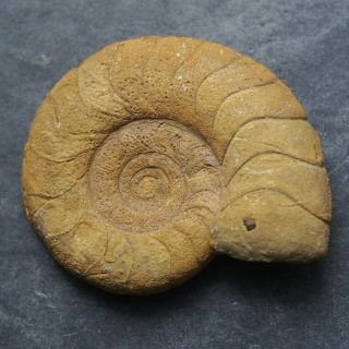 Goniatite 33mm Devonian Fossil Ammonite