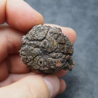 Goniatite 41mm Devonian Fossil Ammonite 2