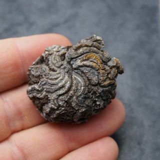 Goniatite 41mm Devonian Fossil Ammonite 3