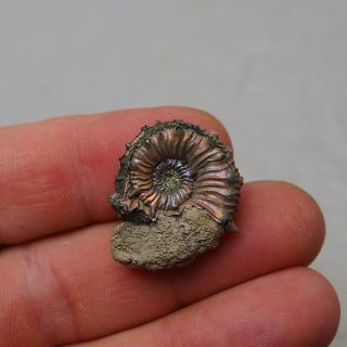 28mm Kosmoceras Pyrite Ammonite Fossils Fossilien Russia Pendant