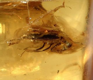 Baltic Amber With Fossil Insect 1.  60 Ct