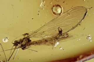 Crane Fly Limoniidae Fossil Inclusion Baltic Amber 201015 - 61,  Img