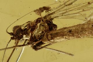 CRANE FLY Limoniidae Fossil Inclusion BALTIC AMBER 201015 - 61,  IMG 2