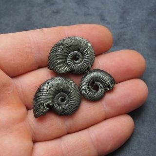 3x Quenstedtoceras 22 - 30mm Pyrite Ammonite Fossils Callovian Fossilien Pendant