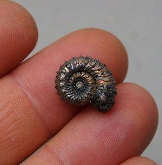 16mm Kosmoceras Pyrite Ammonite Fossils Callovian Fossilien Russia Pendant